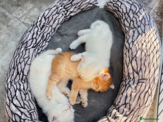British Shorthair cats ✨🐾 Soft & Adorable Golden White Blue Kittens 🐾✨ - Advert 13