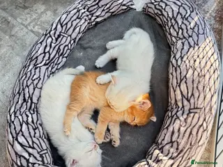 British Shorthair cats ✨🐾 Golden White BSH 🐾✨ - Advert 1