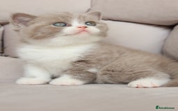 British Shorthair cats for sale: Wonderful last baby British shorthair girl  - Image 8