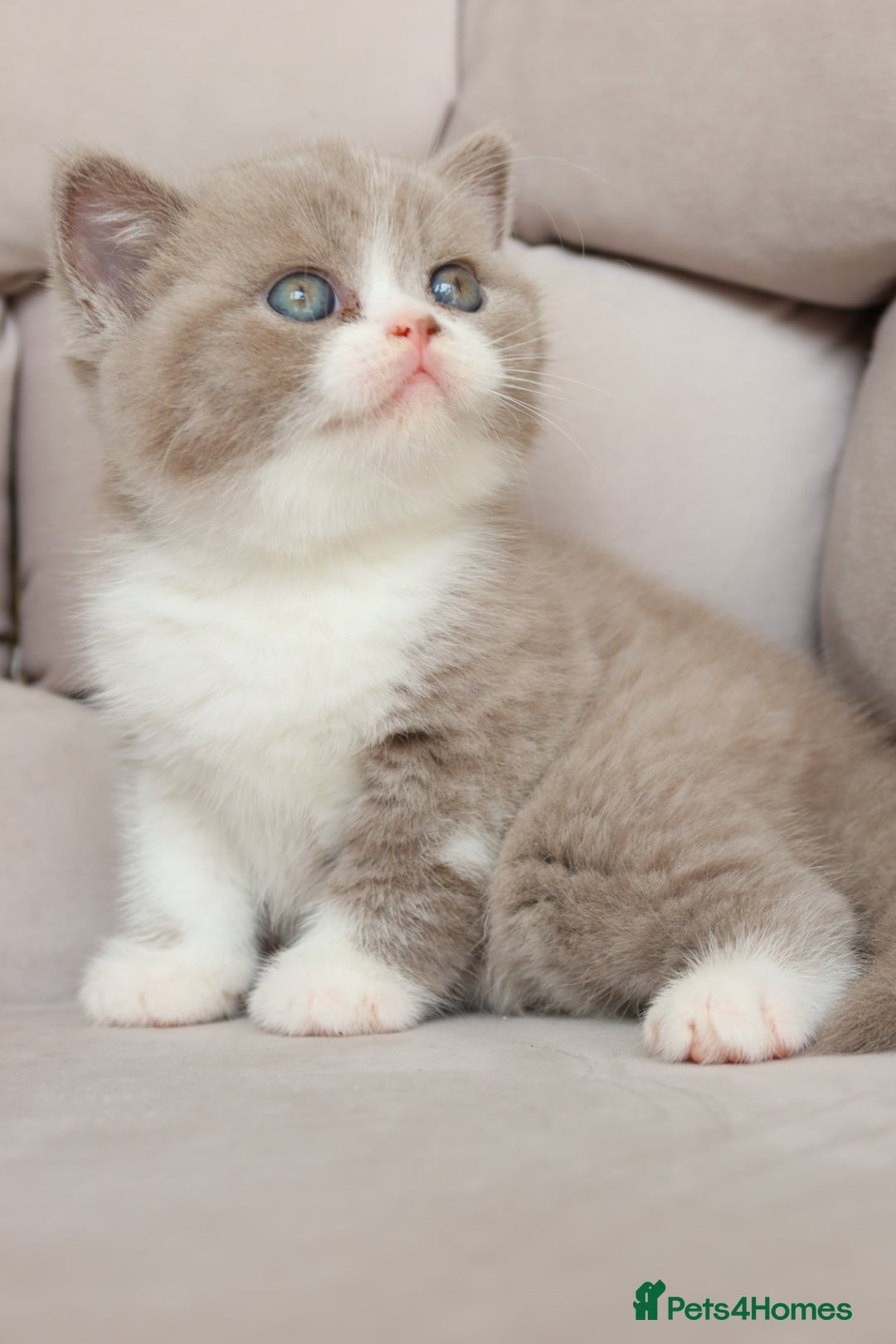 British Shorthair cats for sale: Wonderful last baby British shorthair girl  - Image 8
