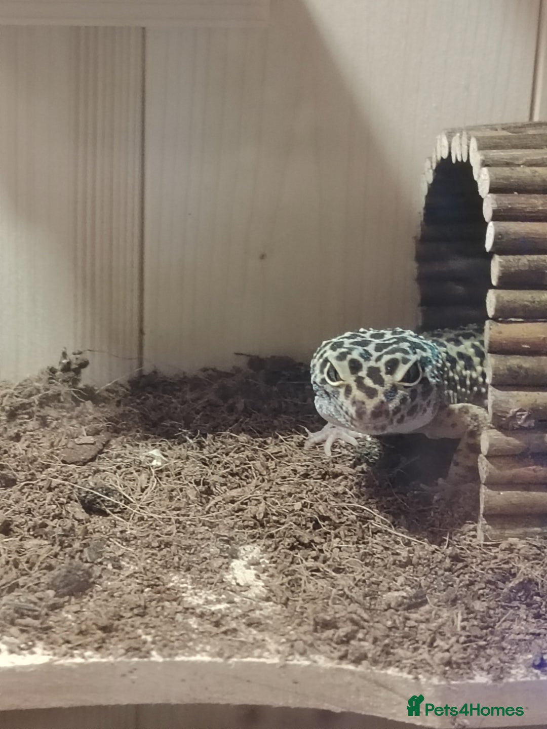 Gecko reptiles for sale: Leopard gecko  - Advert 3