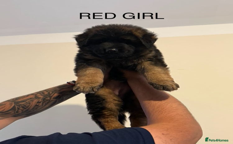 German Shepherd dogs - Advert 2
