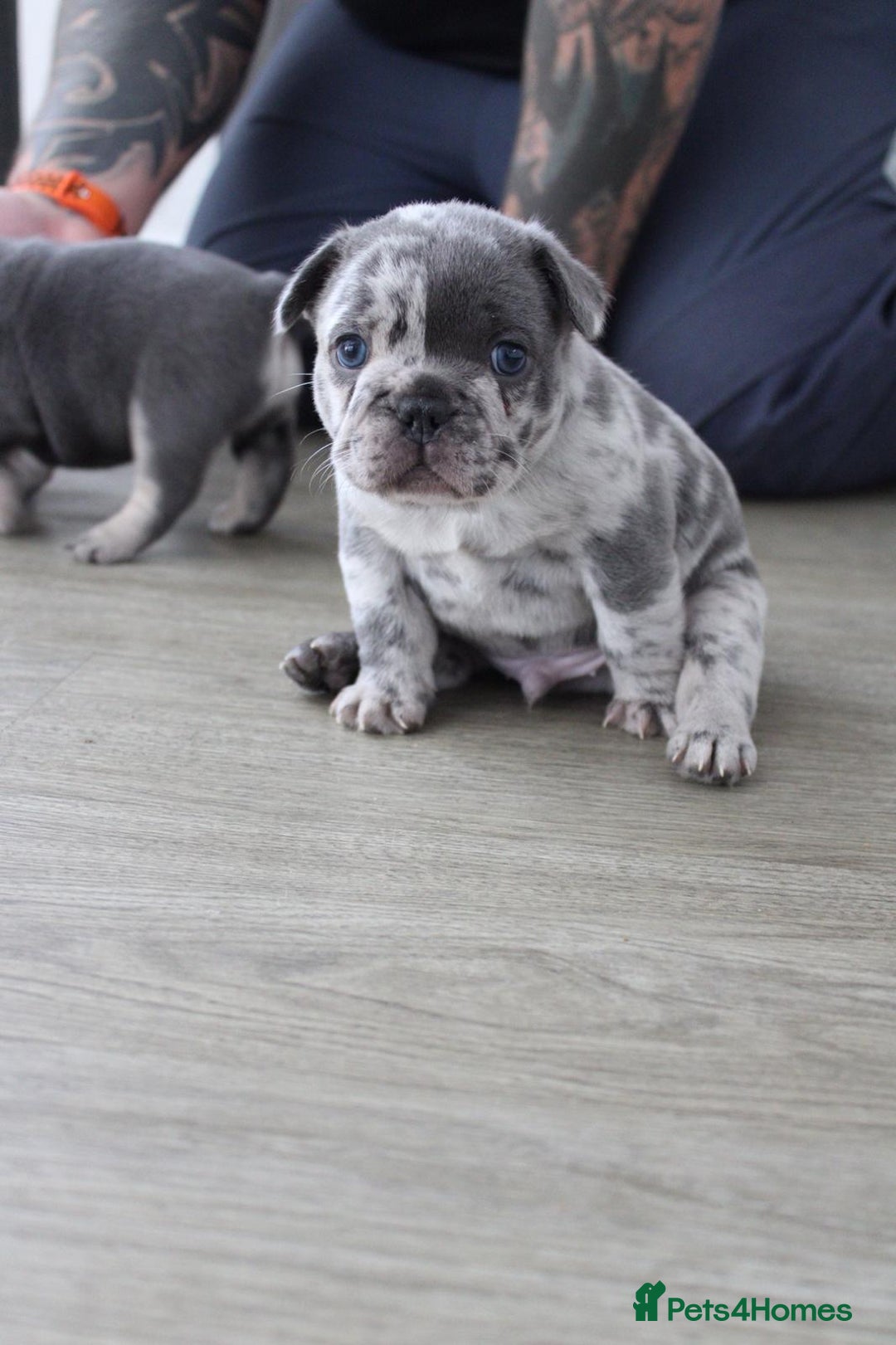 French Bulldog dogs for sale: French Bulldog Merles carrying fluffy ready to go. - Advert 6