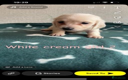 Miniature Dachshund dogs for sale: ***long haired mini dachshunds **** - Image 18