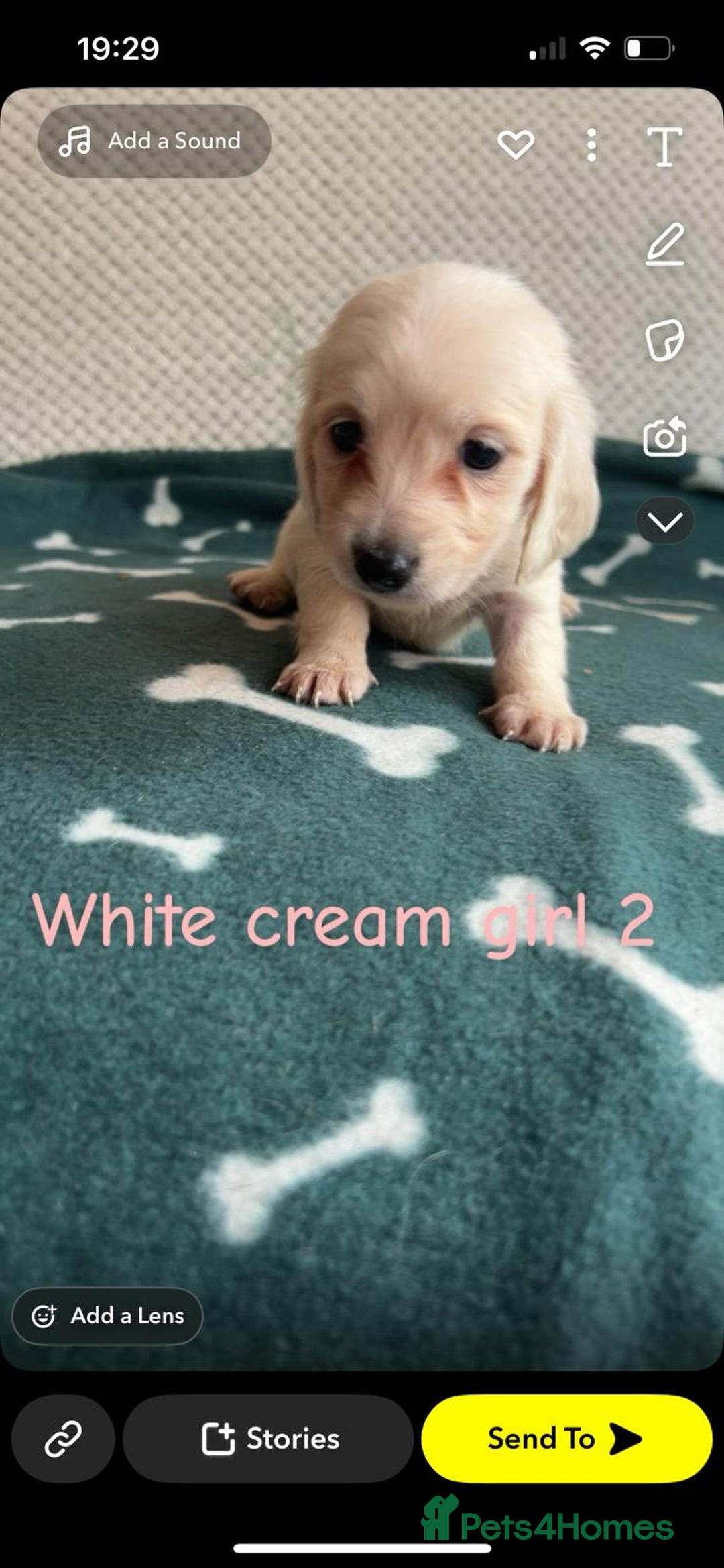 Miniature Dachshund dogs for sale: ***long haired mini dachshunds **** - Image 18