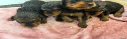 Airedale Terrier dogs for sale: KC REG 5⭐️BREEDER 4💖5💙 - Advert 25