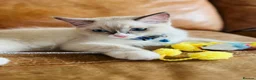 Ragdoll cats for sale: 🐈Pedigree Ragdoll Champion line 🏆 GCCF kitten - Advert 2