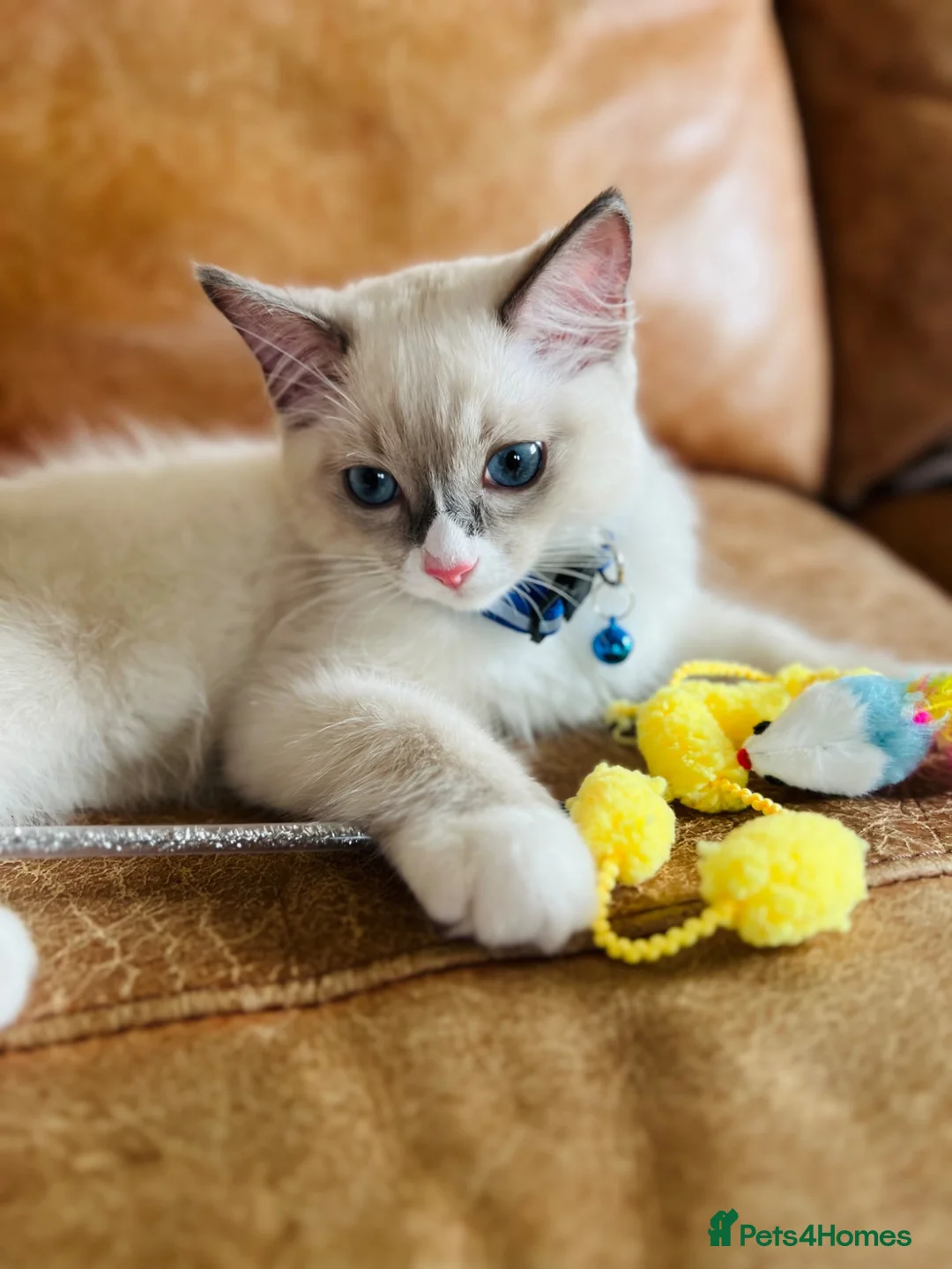Ragdoll cats for sale: 🐈Pedigree Ragdoll Champion line 🏆 GCCF kitten - Advert 2