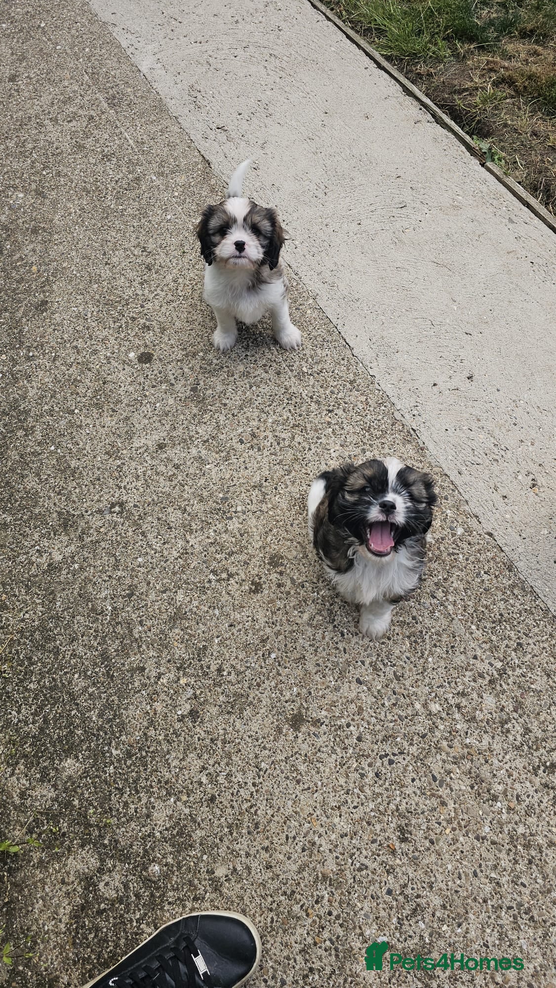 Cava Tzu dogs READY NOW stunning puppies  - Advert 4