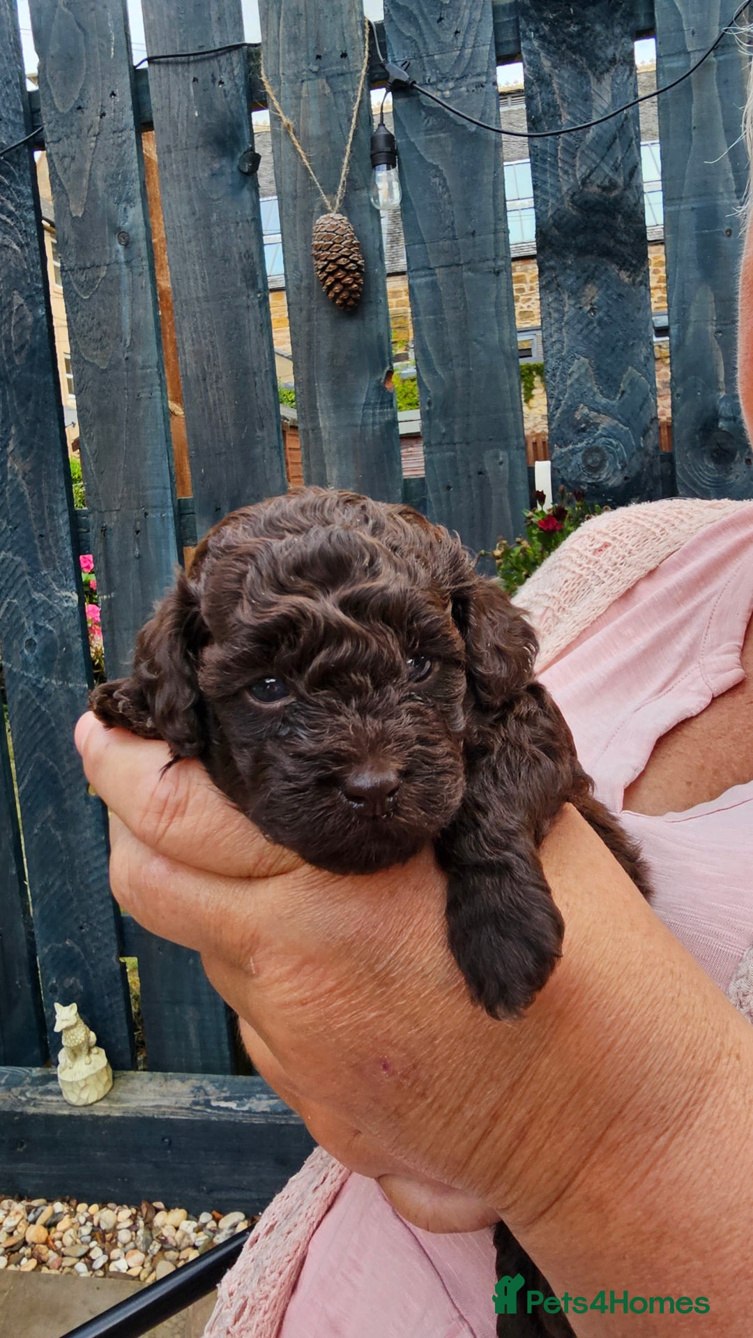 Cavapoo dogs for sale: F1BB Cavapoo puppies - Image 6