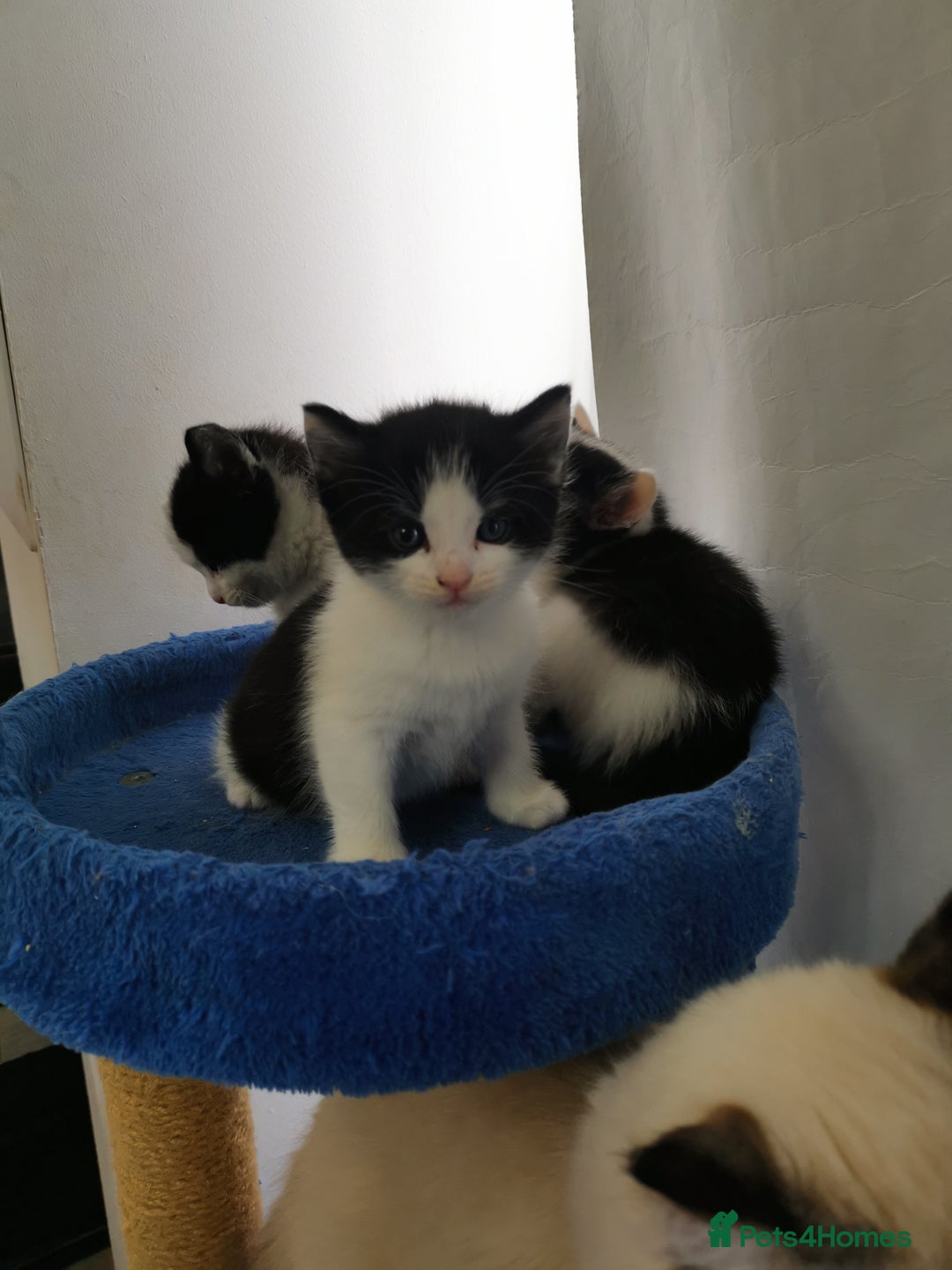 Mixed Breed cats for sale: Cute Mixed breed ragdoll kittens  - Image 2