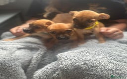 Mixed Breed dogs for sale: Chihuahua puppies £300 - Image 5