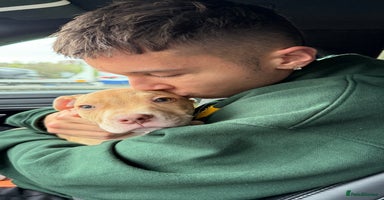 American Bulldog dogs Soppy King is ready for his forever home!  - Advert 16