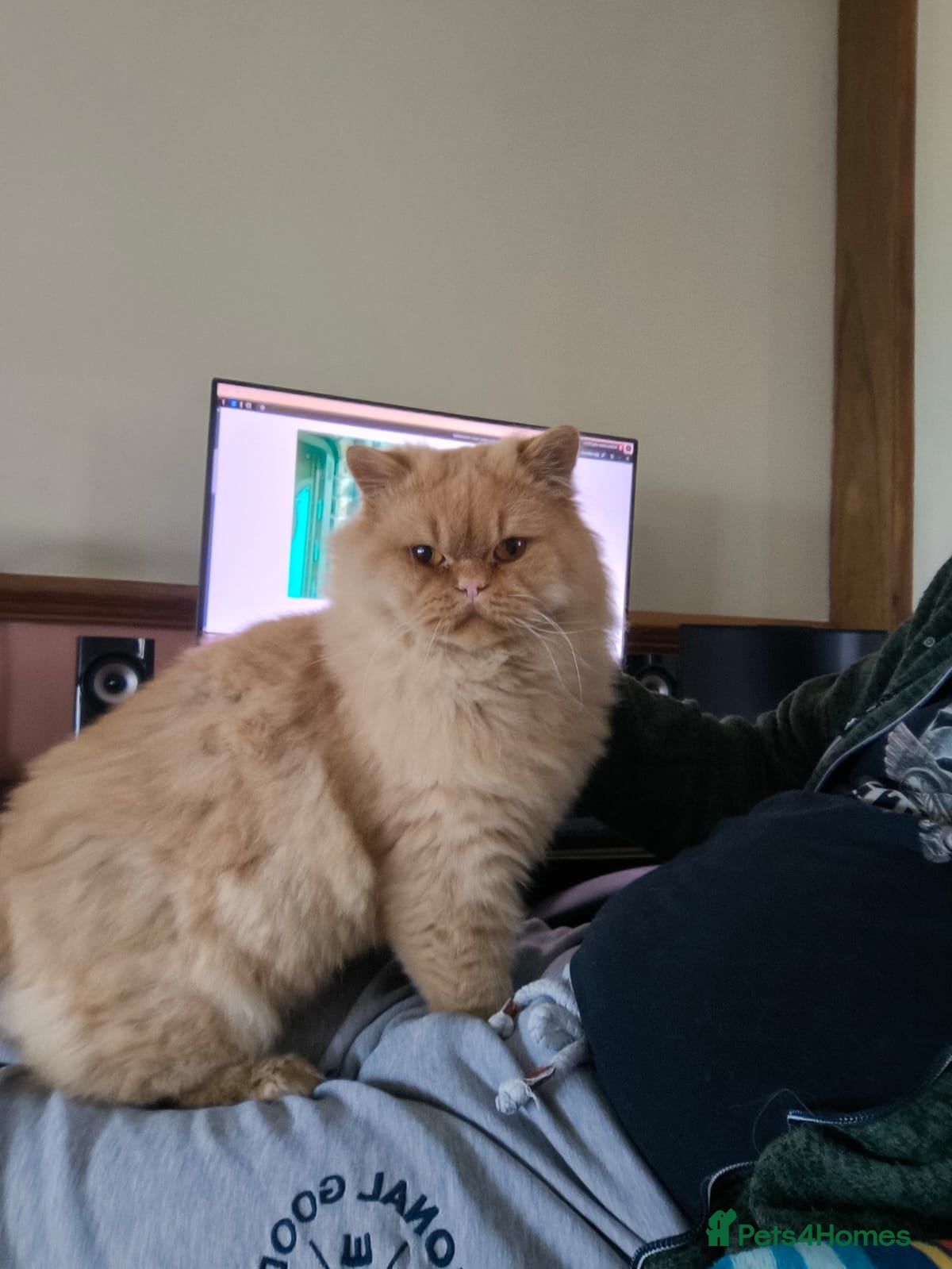 British Longhair cats Proven red British Longhair boy GCCF /TICA  - Advert 4