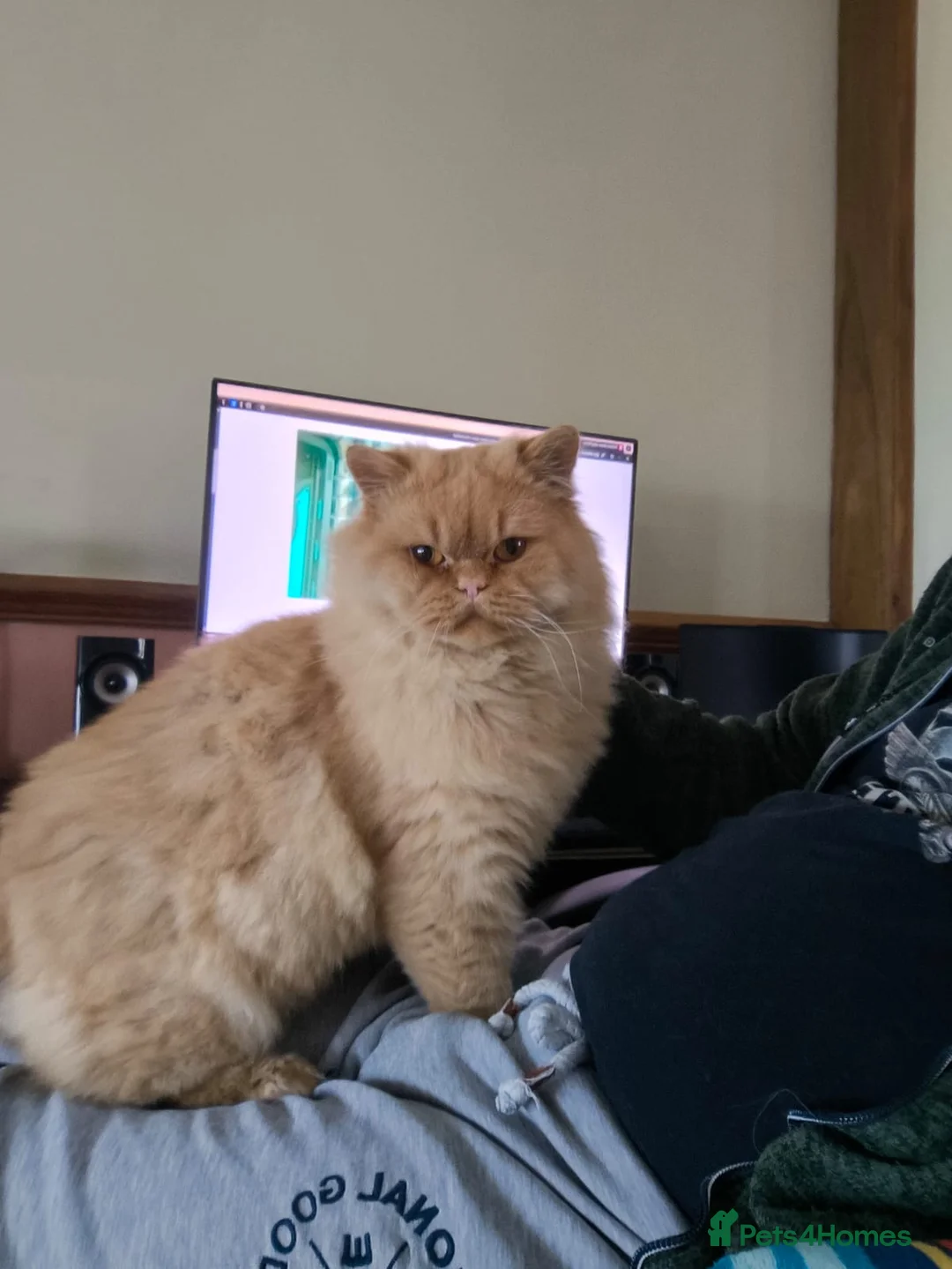 British Longhair cats for stud: Proven red British Longhair boy GCCF /TICA  - Advert 1