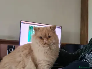 British Longhair cats Proven red British Longhair boy GCCF /TICA - Advert 1