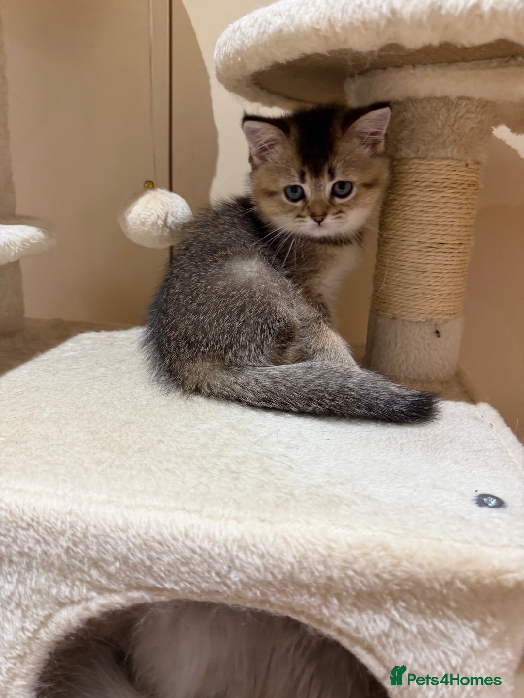 Scottish Fold cats for sale: Purrfect kitten  - Advert 15