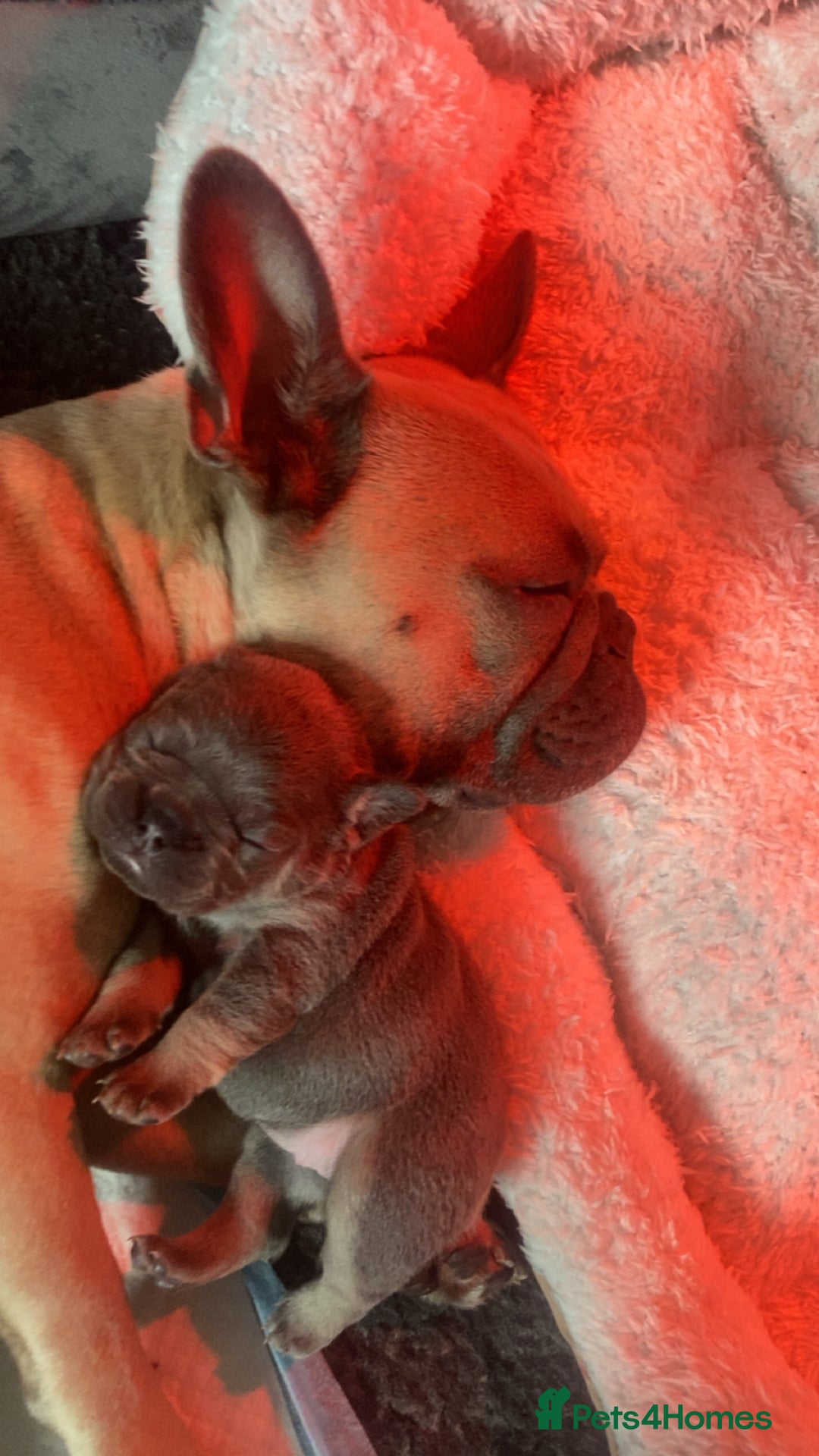 French Bulldog dogs for sale: 7 week old frenchie £650 - Advert 2