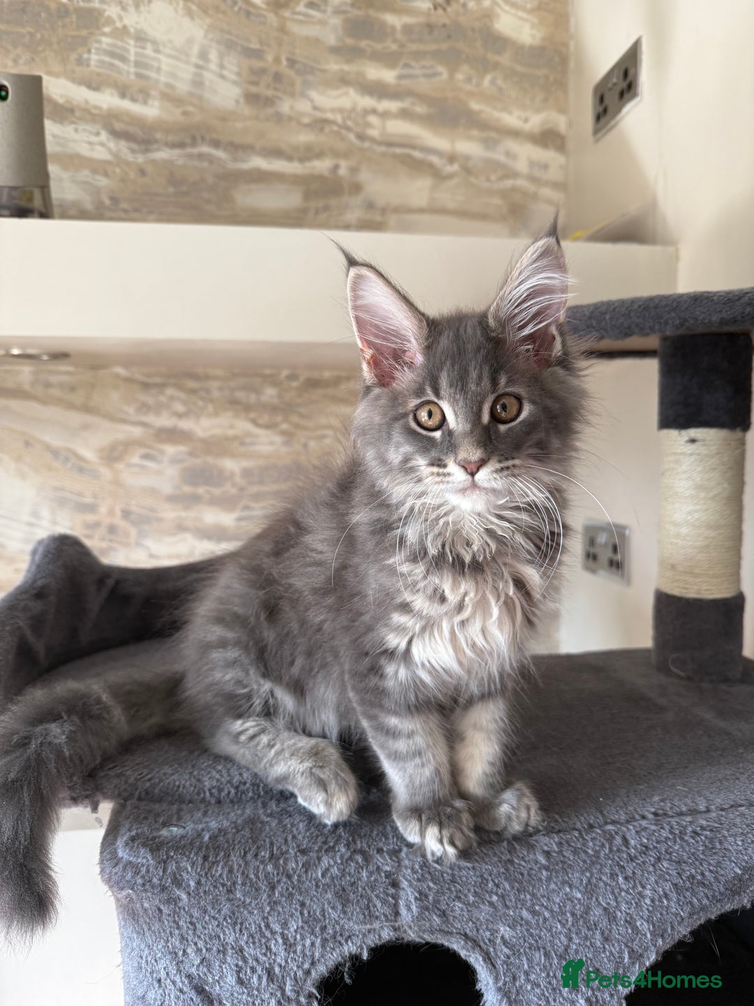 Maine Coon cats for sale: XL Russian Cubs 🇷🇺❤️ - Image 8