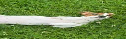 Jack Russell dogs for sale: 2 stunning girls needing new homes  - Advert 4