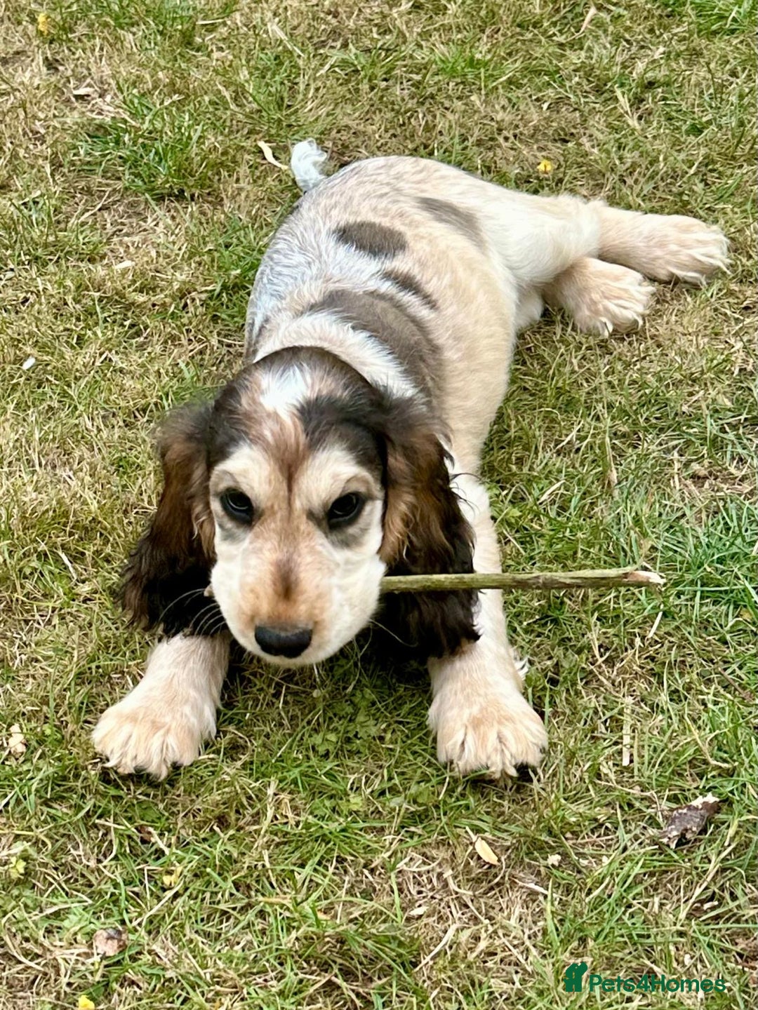Cocker Spaniel dogs for sale: Stunning Pedigree KC Show Cocker Puppies  - Image 12