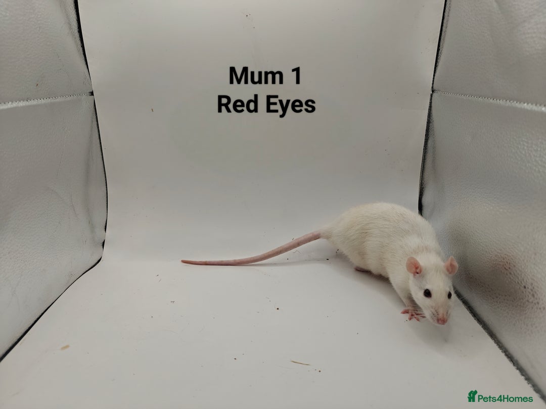 Rat rodents for sale: JAN: 27 Rats (21 Rats: 10 Boys & 11 Girls Left) - Advert 29