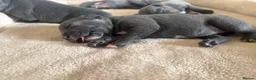 Staffordshire Bull Terrier dogs for sale: KC-Quality,Champion Bloodline,Blue Staffy Pups - Advert 11