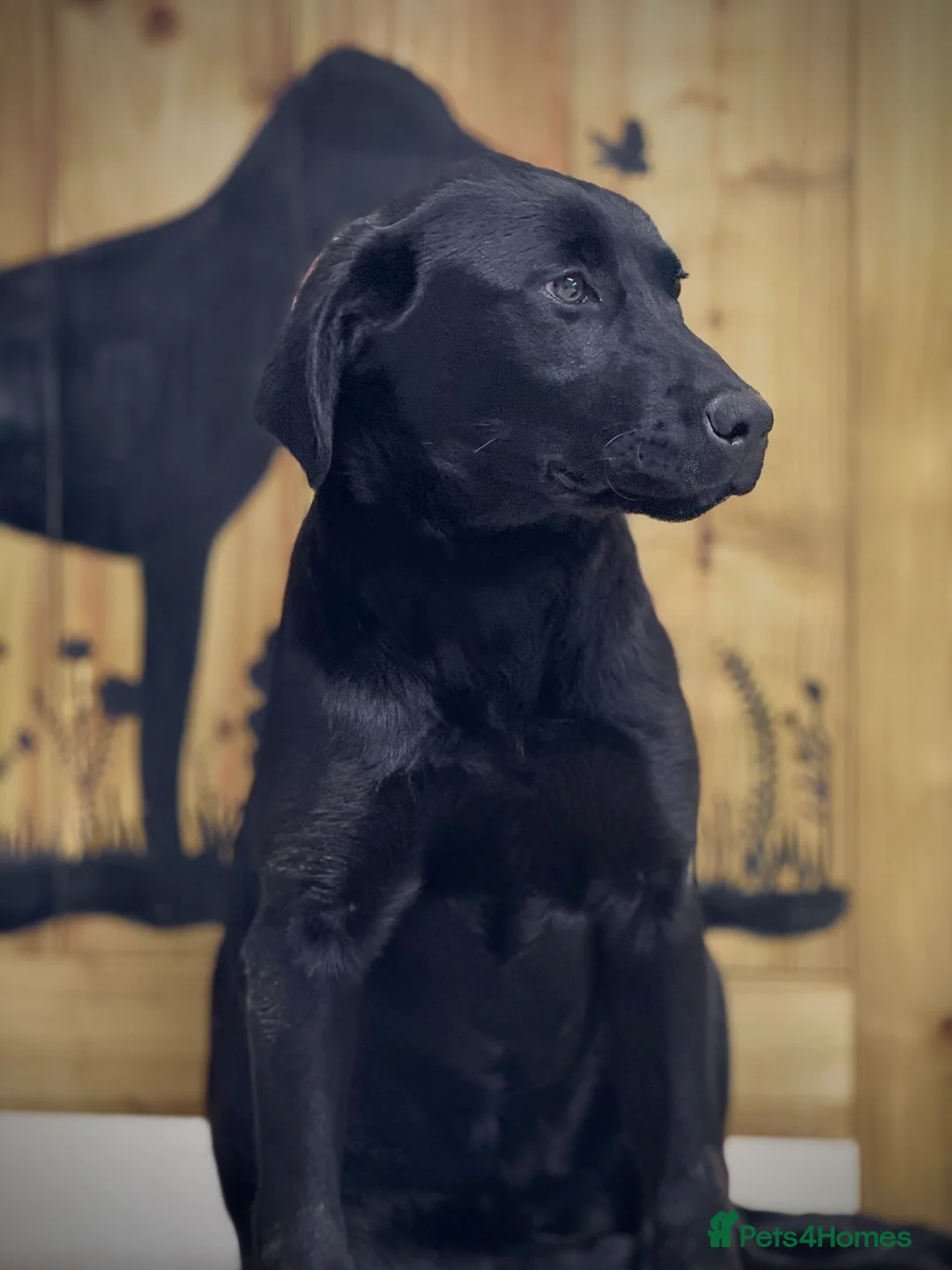 Labrador Retriever dogs for sale: Labrador retriever male  - Advert 2