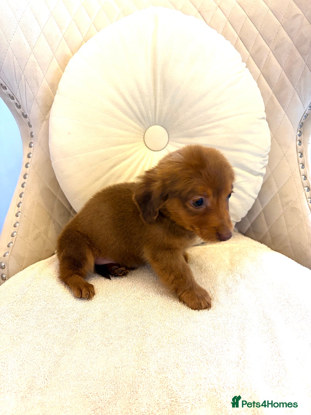 Miniature Dachshund dogs for sale: Dachshund puppy only 1 Boy still available  - Advert 17