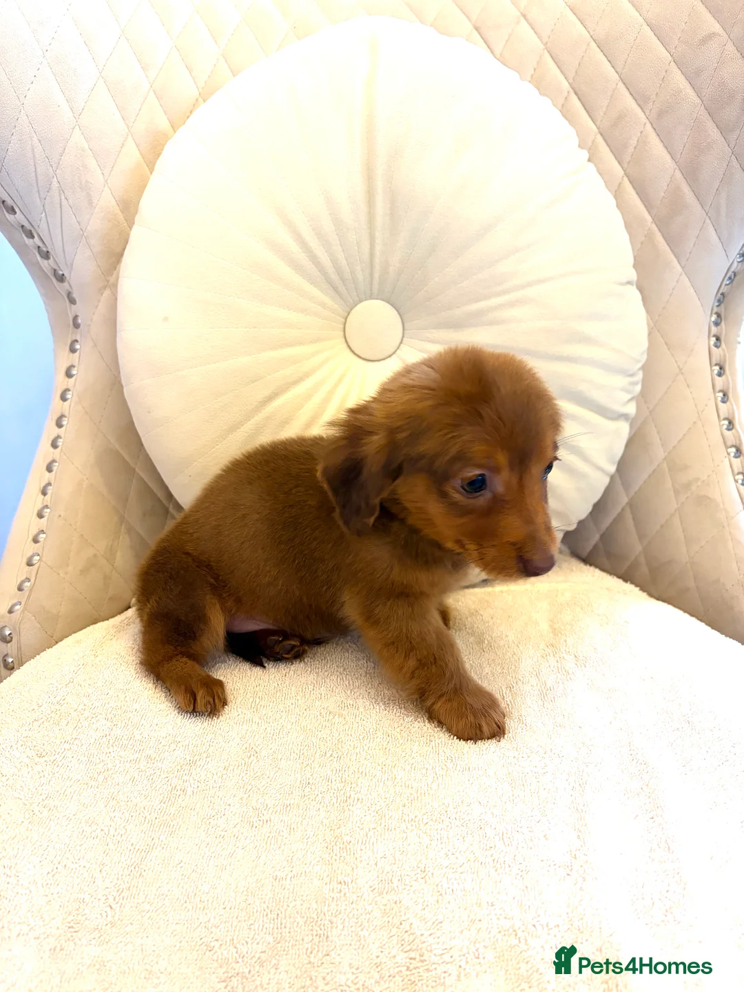 Miniature Dachshund dogs for sale: Dachshund puppy only 1 Boy still available  - Advert 17