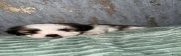 Shih Tzu dogs for sale: Imperial Shih Tzu X Shorkie Puppies!! - Advert 10