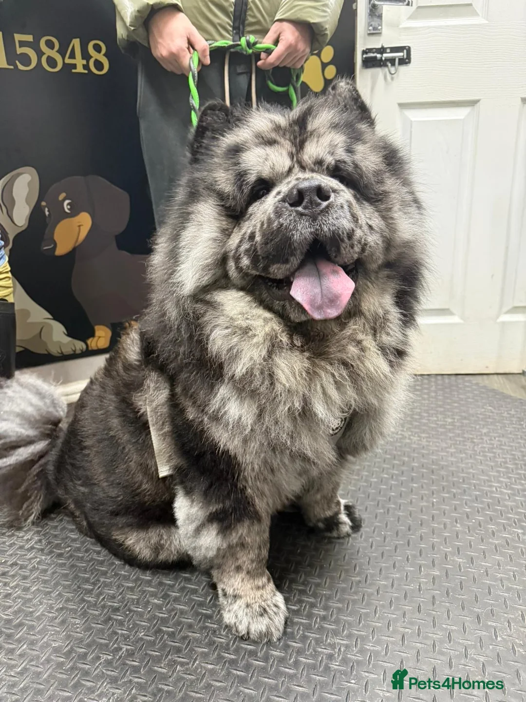 Chow Chow dogs for stud: Zoro Black Merle STUD Carrying Blue 💙 & Choc 🍫 - Advert 3