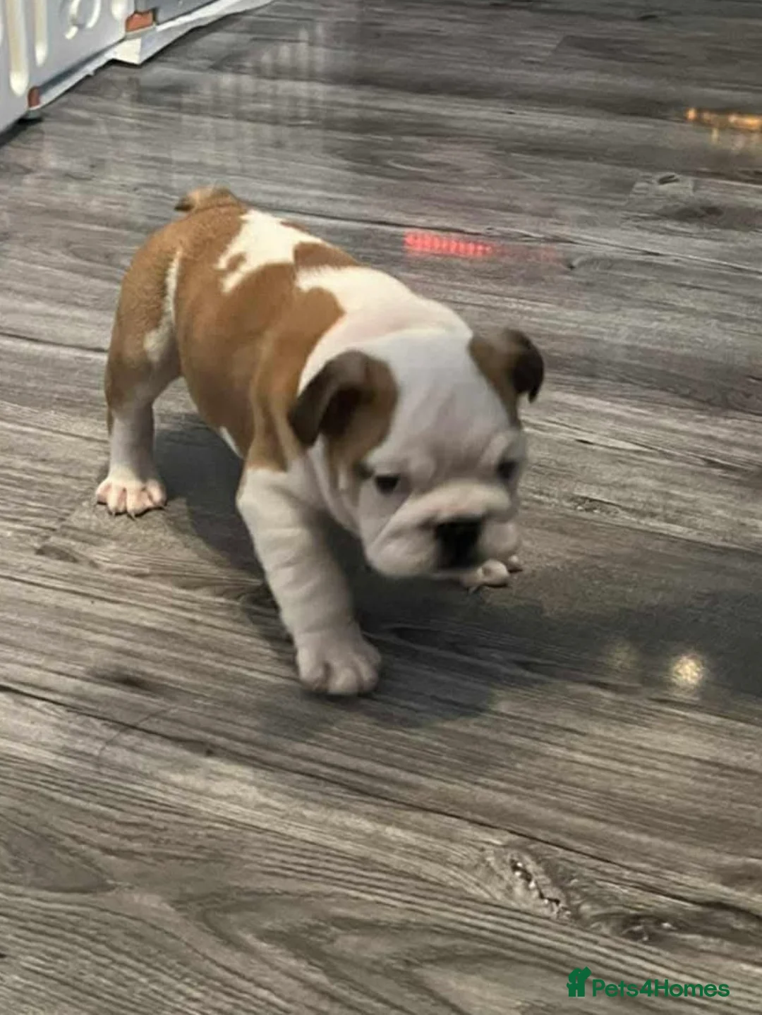 English Bulldog dogs for sale: English bulldog 1 female still available  - Advert 7