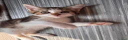 Domestic Shorthair cats for sale: 3 Tabby kittens for sale (1 Male,2 Female) in Margate - Advert 3