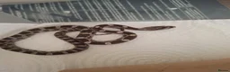 Corn Snake reptiles for sale: Baby corn snakes for sale in Caerphilly - Advert 5