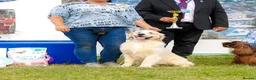 Golden Retriever dogs for sale: 35*GEN FCI KC Reg DAD TITLED CHAMPION HEALTH CER - Advert 8