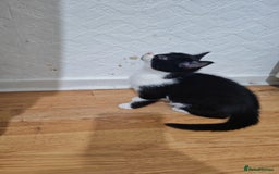 Mixed Breed cats for sale: 10 weeks old Female Kitten - Image 2