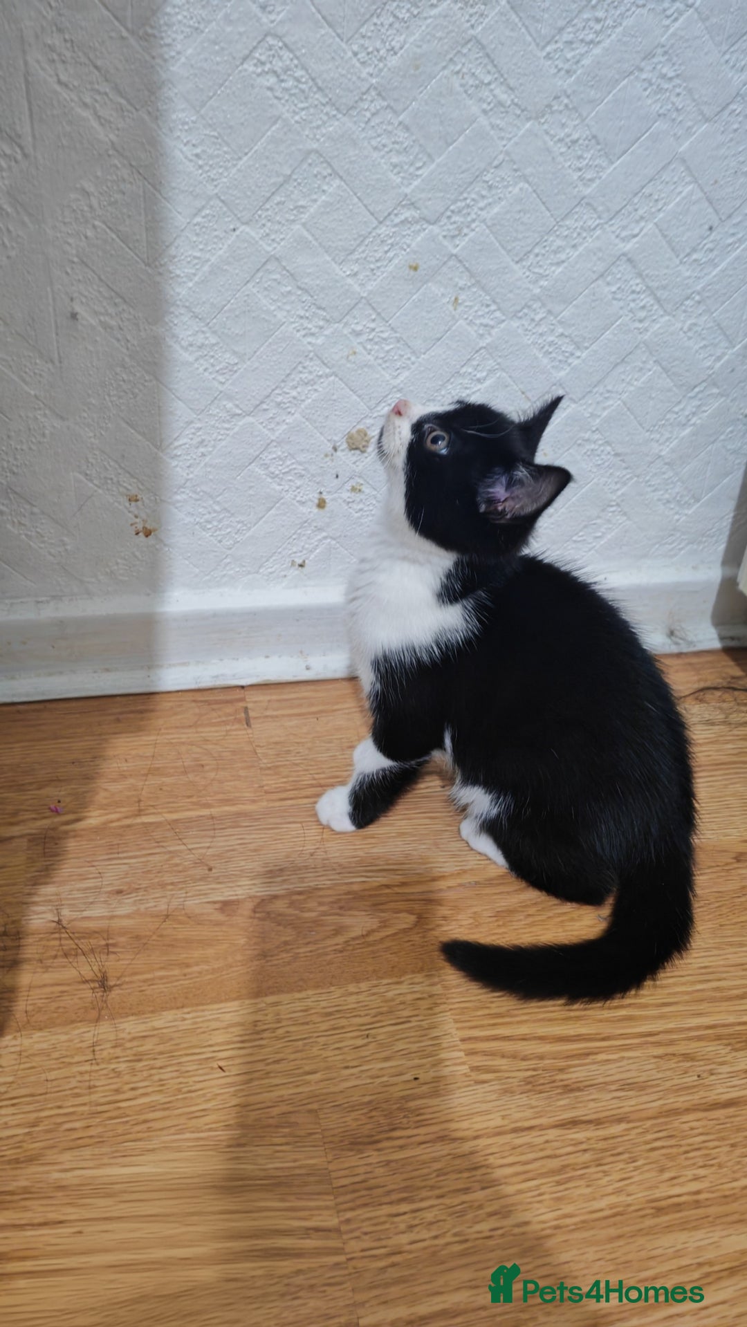 Mixed Breed cats for sale: 10 weeks old Female Kitten - Image 2