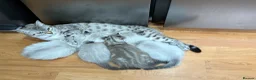 Ragdoll cats for sale: Beautiful Ragdoll x Bengal kittens - Advert 25