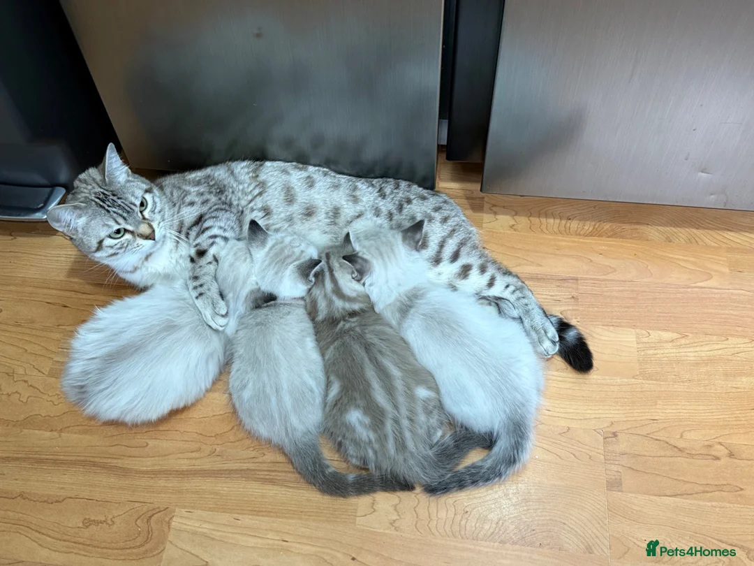 Ragdoll cats for sale: Beautiful Ragdoll x Bengal kittens - Advert 25
