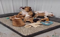 English Bulldog dogs for sale: Purebred English Bulldog Puppies ✨ - Image 9