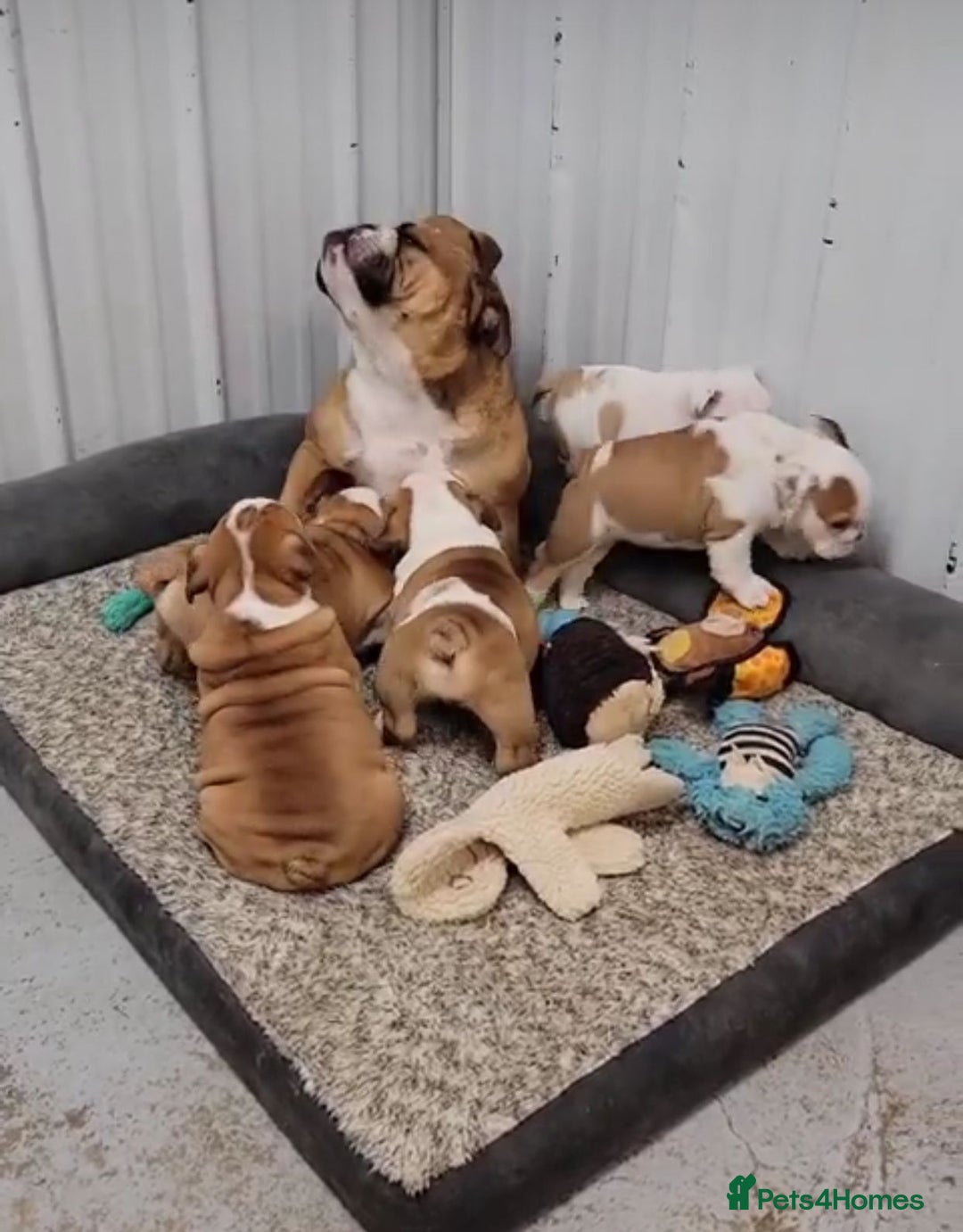 English Bulldog dogs for sale: Purebred English Bulldog Puppies ✨ - Image 9
