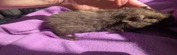 Guinea Pig rodents for sale: Teddy guinea pigs boys from 5 months old - Advert 9