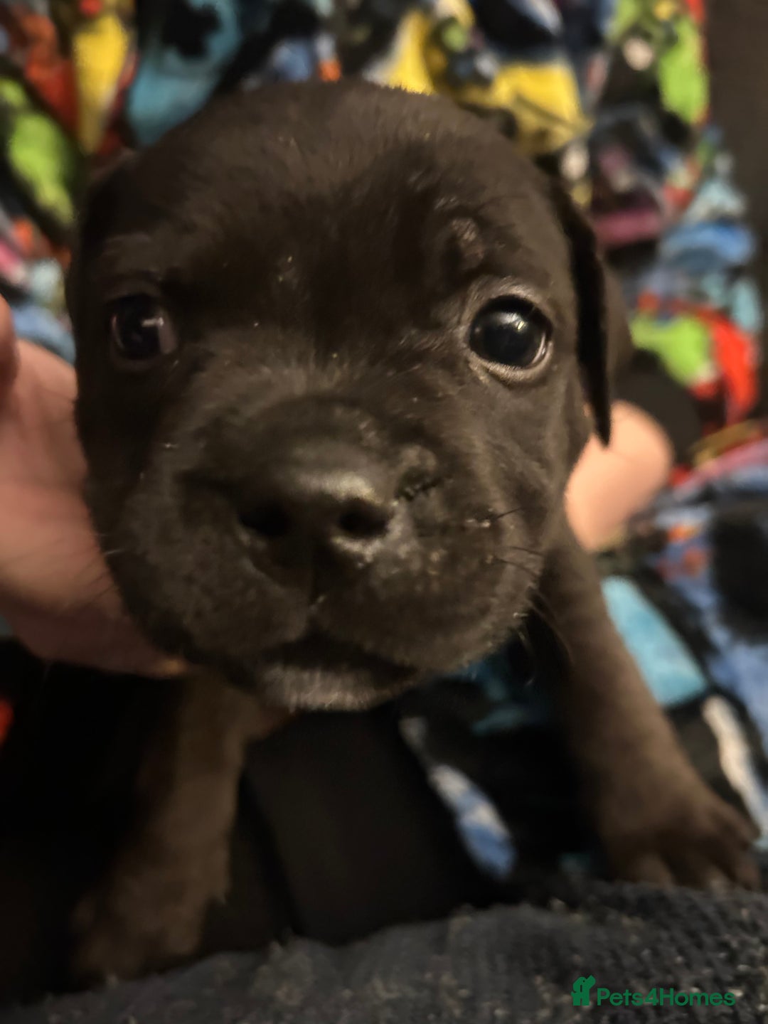 Staffordshire Bull Terrier dogs for sale: LAST 2 KC Registered Staffordshire Bull Terrier - Advert 7