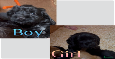 Cockapoo dogs - Advert 8