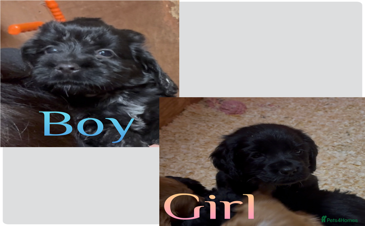 Cockapoo dogs - Advert 14