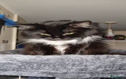 Mixed Breed cats for sale: Beautiful kittens for sale - Image 20