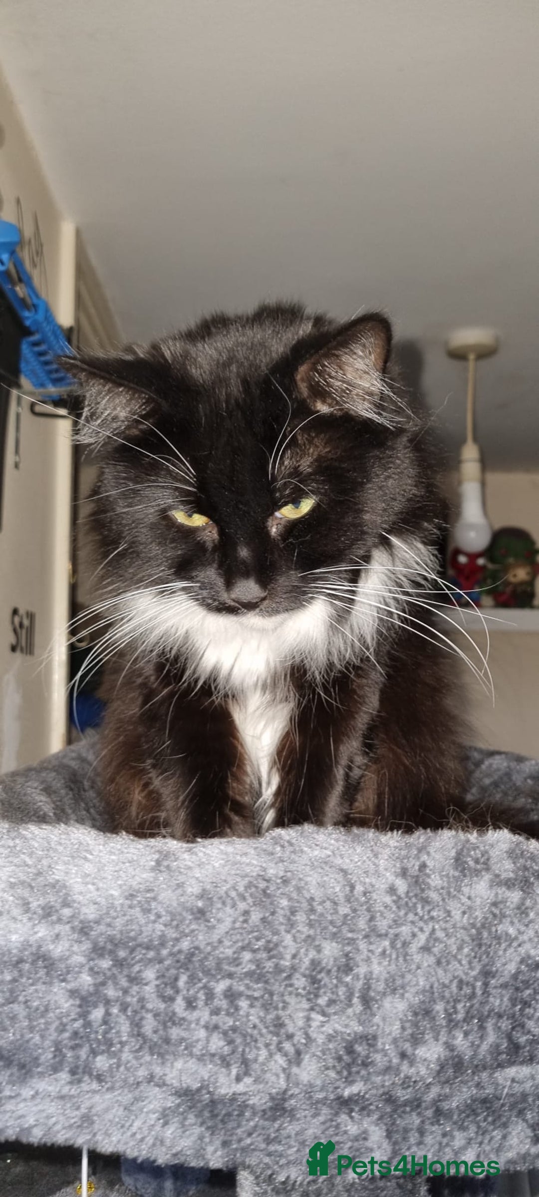 Mixed Breed cats for sale: Beautiful kittens for sale - Image 20