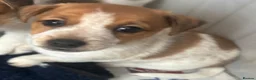 Jack Russell dogs for sale: Jack Russell Puppies - Advert 6