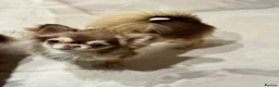 Chihuahua dogs for sale: 💙🤎Unique KC LC Chocolate Chihuahuas, 2 Boys🤎💙 - Advert 11